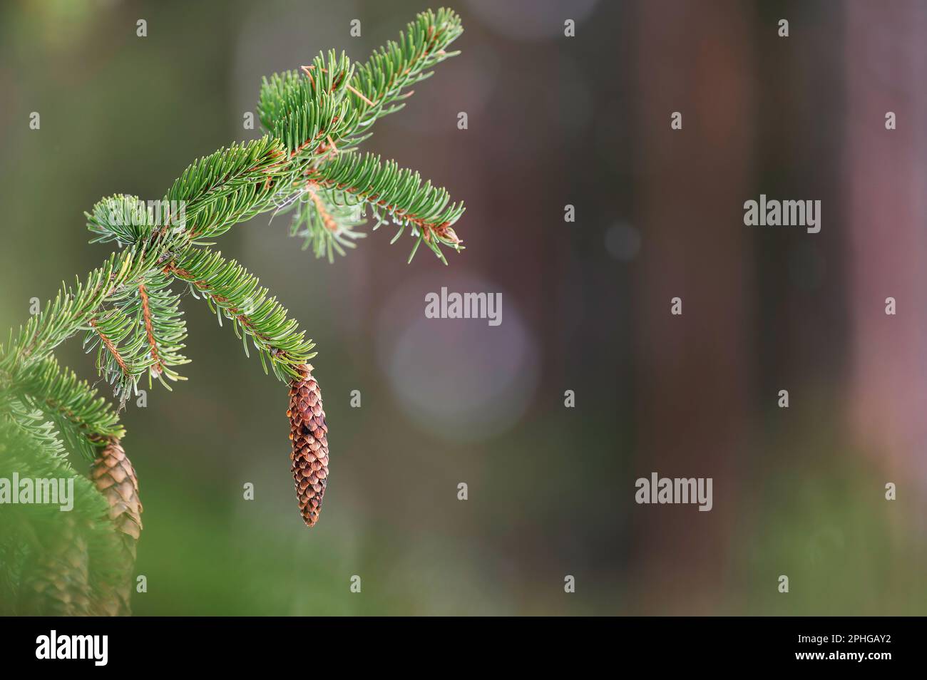 European spruce aka Norway spruce, Picea abies, cones hanging from branch. Stock Photo