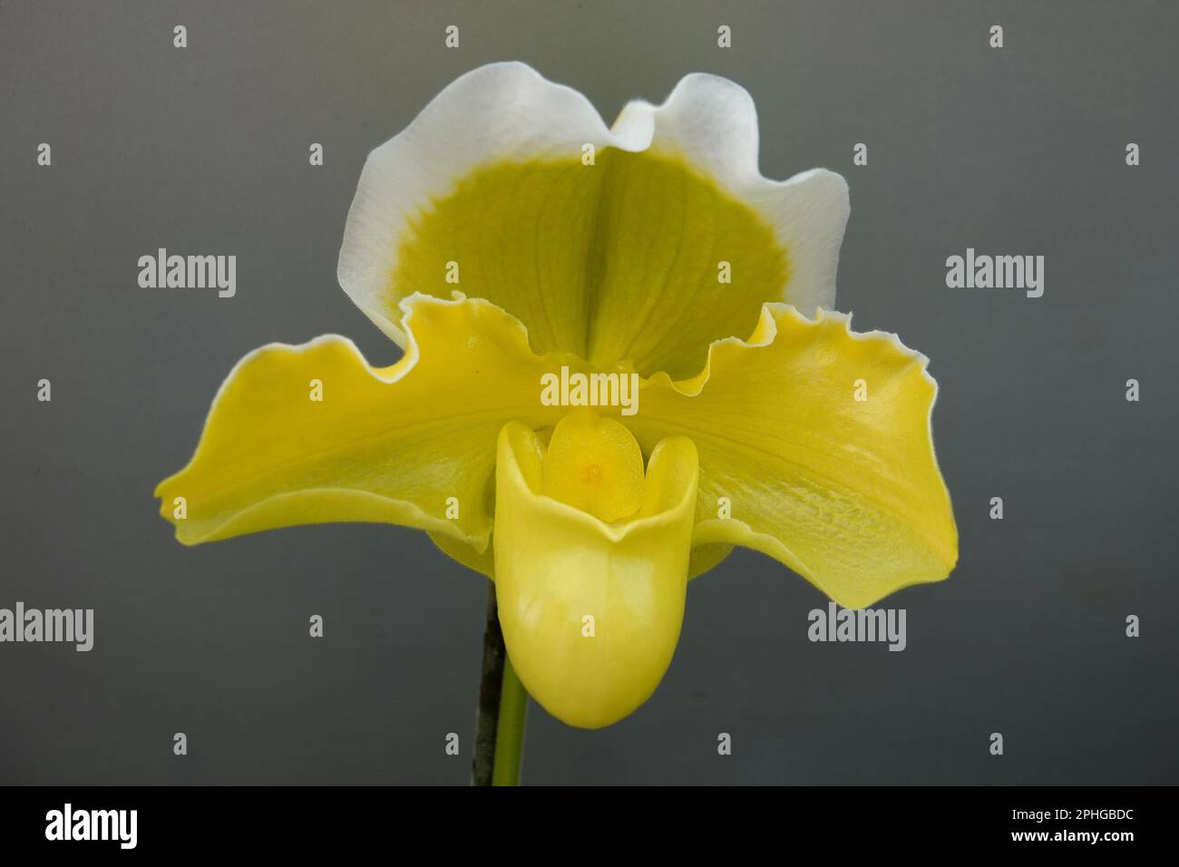 Close-up photo of white and yellow Paphiopedilum Stone Lovely orchid flower isolated on gray background. Romantic and botany concept. Stock Photo