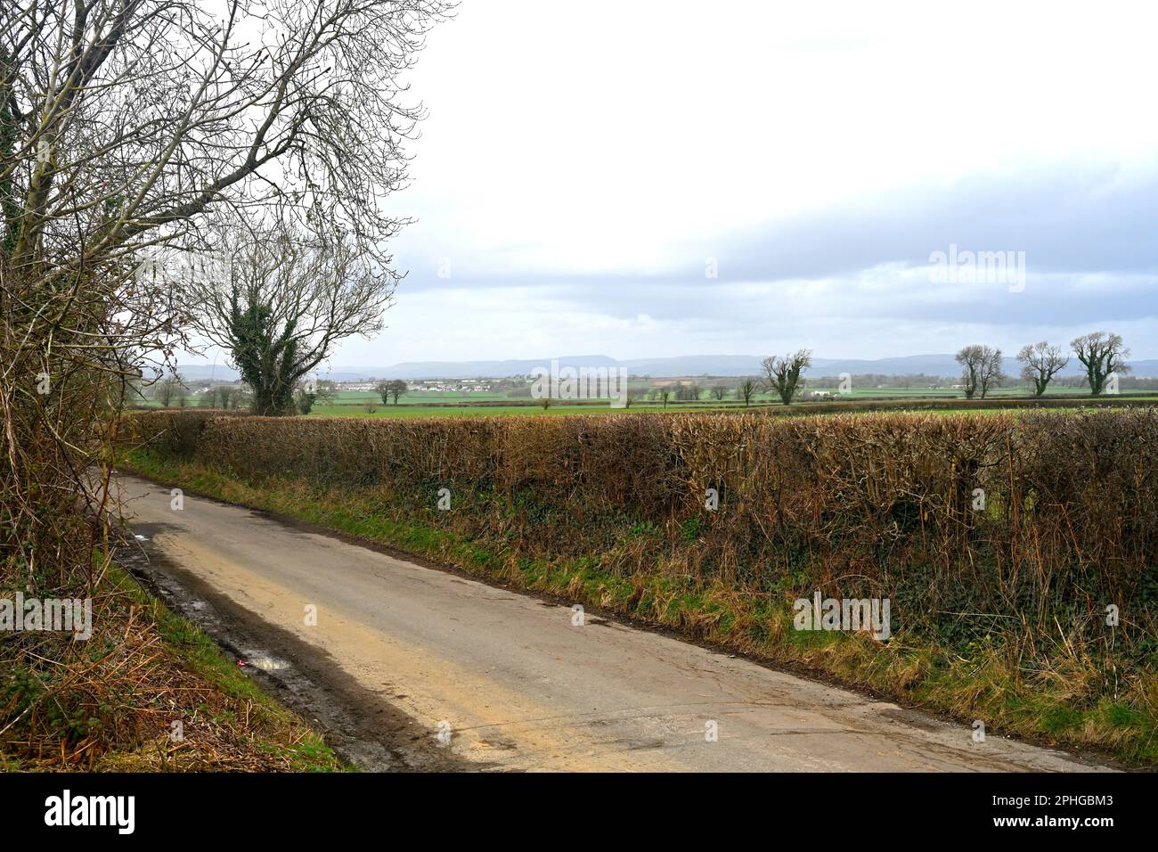 Small country lane with winter view along neatly trimmed hedgerow and flat landscape in Vale of Glamorgan, Wales Stock Photo
