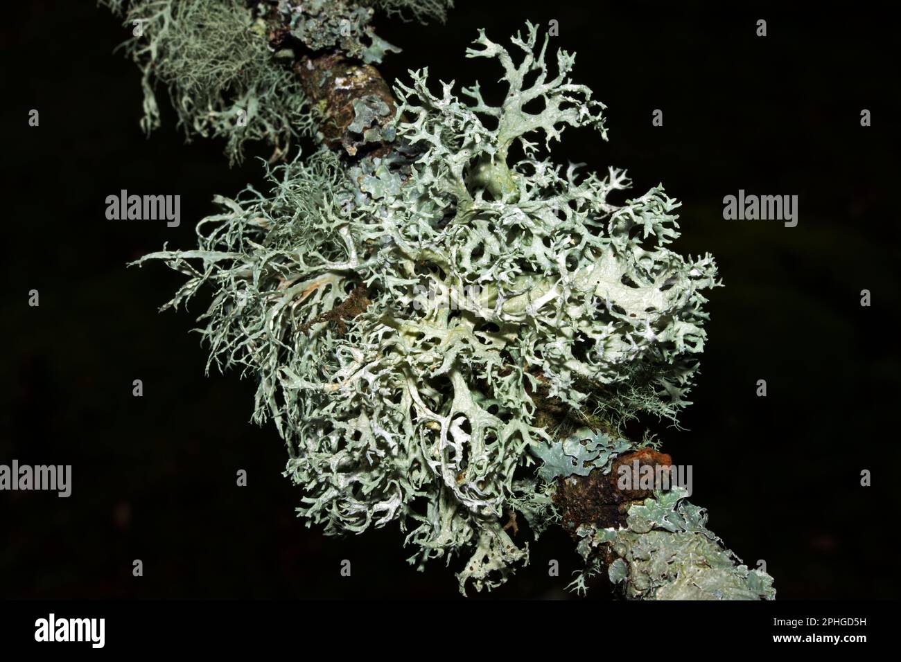 Evernia prunastri (oakmoss) grows primarily on oak trees. It occurs in mountainous temperate forests throughout the Northern Hemisphere. Stock Photo