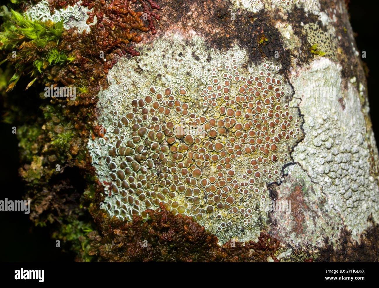 Lecanora chlarotera is a crustose lichen found on deciduous trees.It is widespread in the UK. Stock Photo