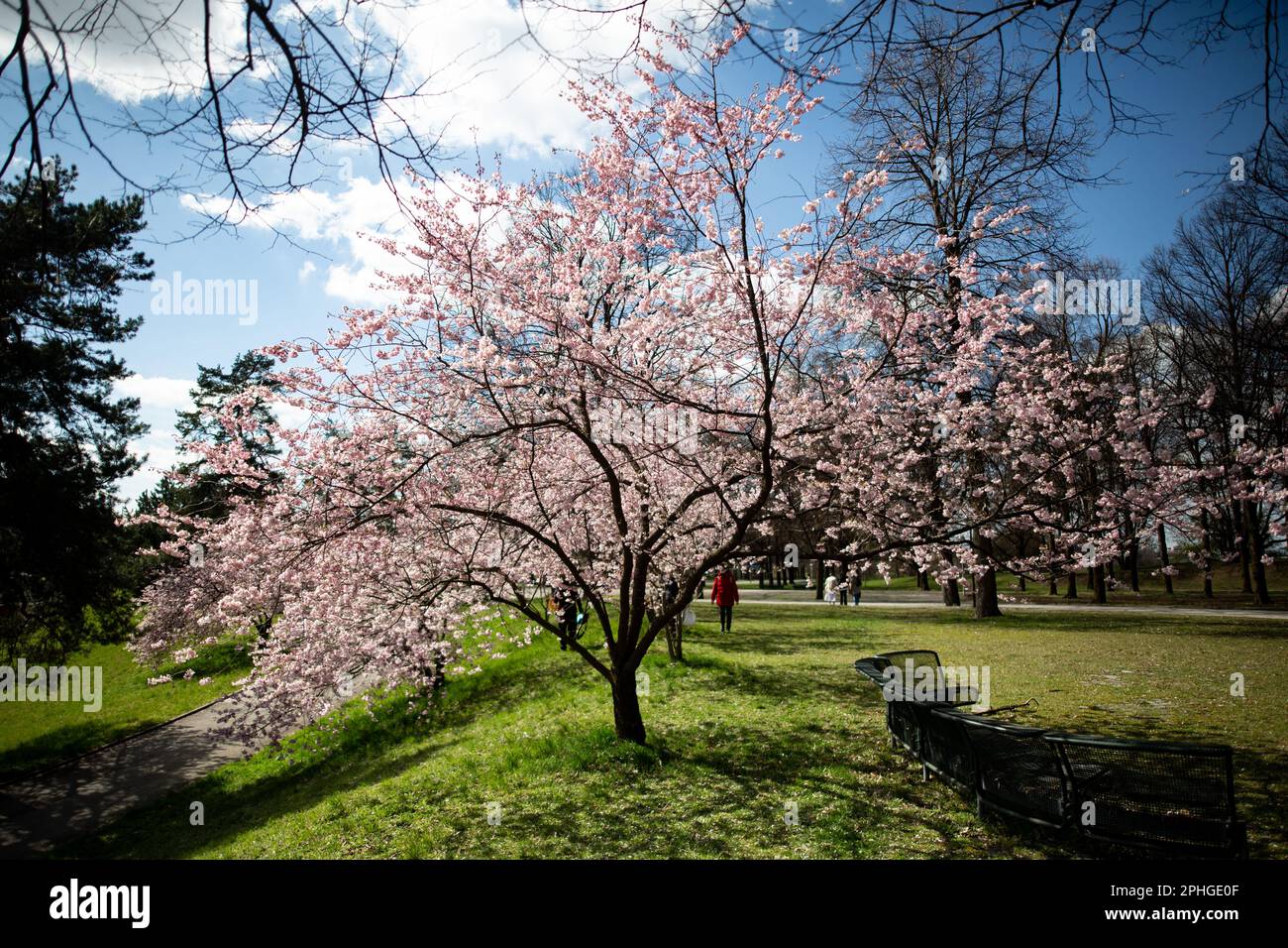 Munich, Germany. 28th Mar, 2023. Olympic park in Munich, Germany on March 28, 2023 at the cherry blossoms. In the japanese culture the time of the cherry blossom is a highlight of the calendar and the beginning of the spring. (Photo by Alexander Pohl/Sipa USA) Credit: Sipa USA/Alamy Live News Stock Photo