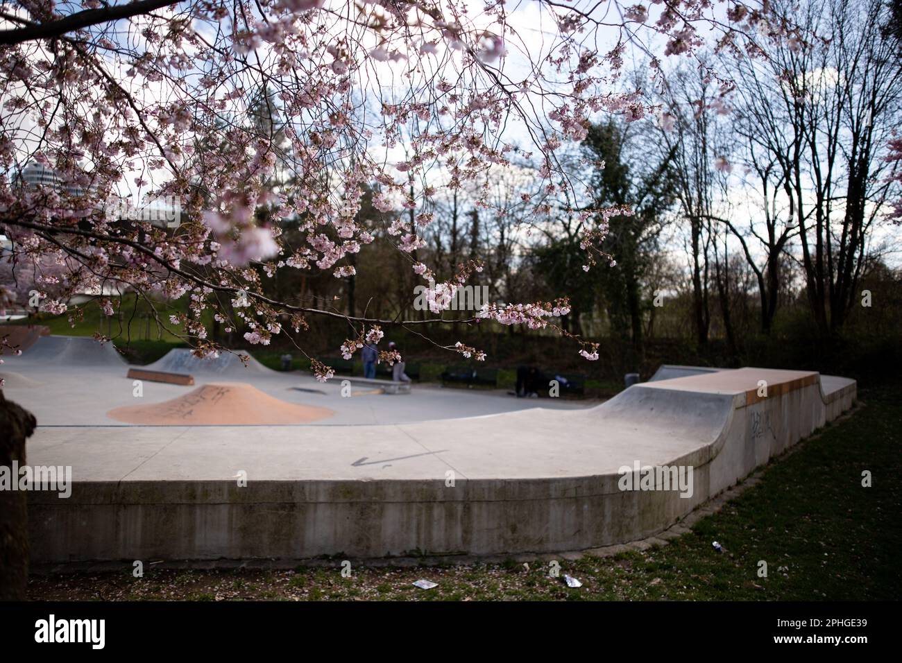 Munich, Germany. 28th Mar, 2023. Olympic park in Munich, Germany on March 28, 2023 at the cherry blossoms. In the japanese culture the time of the cherry blossom is a highlight of the calendar and the beginning of the spring. (Photo by Alexander Pohl/Sipa USA) Credit: Sipa USA/Alamy Live News Stock Photo