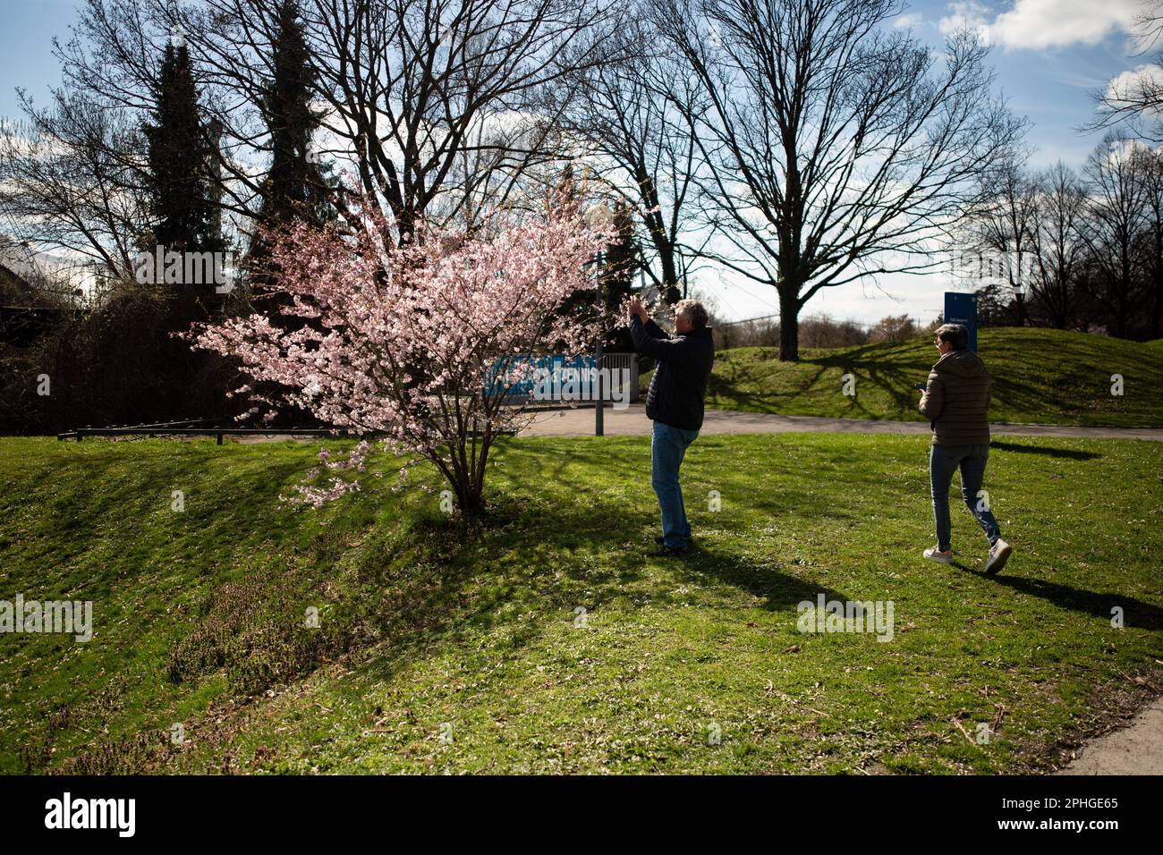 Munich, Germany. 28th Mar, 2023. Olympic park in Munich, Germany on March 28, 2023 at the cherry blossoms. In the japanese culture the time of the cherry blossom is a highlight of the calendar and the beginning of the spring. (Photo by Alexander Pohl/Sipa USA) Credit: Sipa USA/Alamy Live News Stock Photo