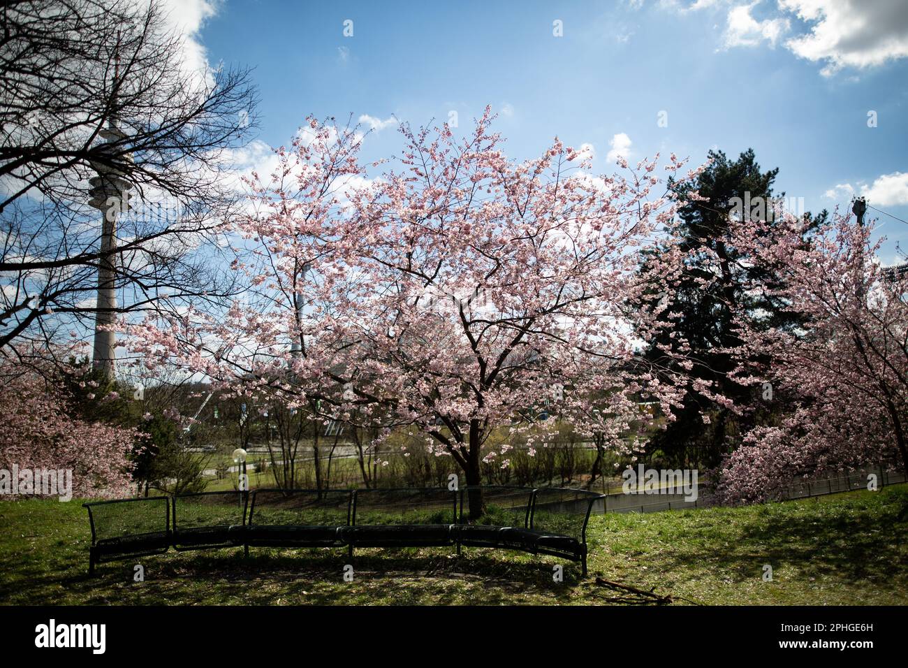 Munich, Germany. 28th Mar, 2023. Olympic park in Munich, Germany on March 28, 2023 at the cherry blossoms. In the japanese culture the time of the cherry blossom is a highlight of the calendar and the beginning of the spring. (Photo by Alexander Pohl/Sipa USA) Credit: Sipa USA/Alamy Live News Stock Photo