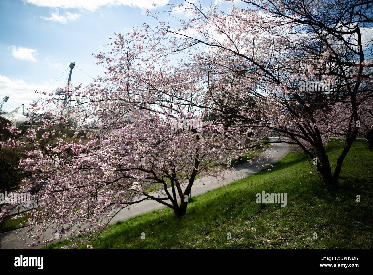 Munich, Germany. 28th Mar, 2023. Olympic park in Munich, Germany on March 28, 2023 at the cherry blossoms. In the japanese culture the time of the cherry blossom is a highlight of the calendar and the beginning of the spring. (Photo by Alexander Pohl/Sipa USA) Credit: Sipa USA/Alamy Live News Stock Photo