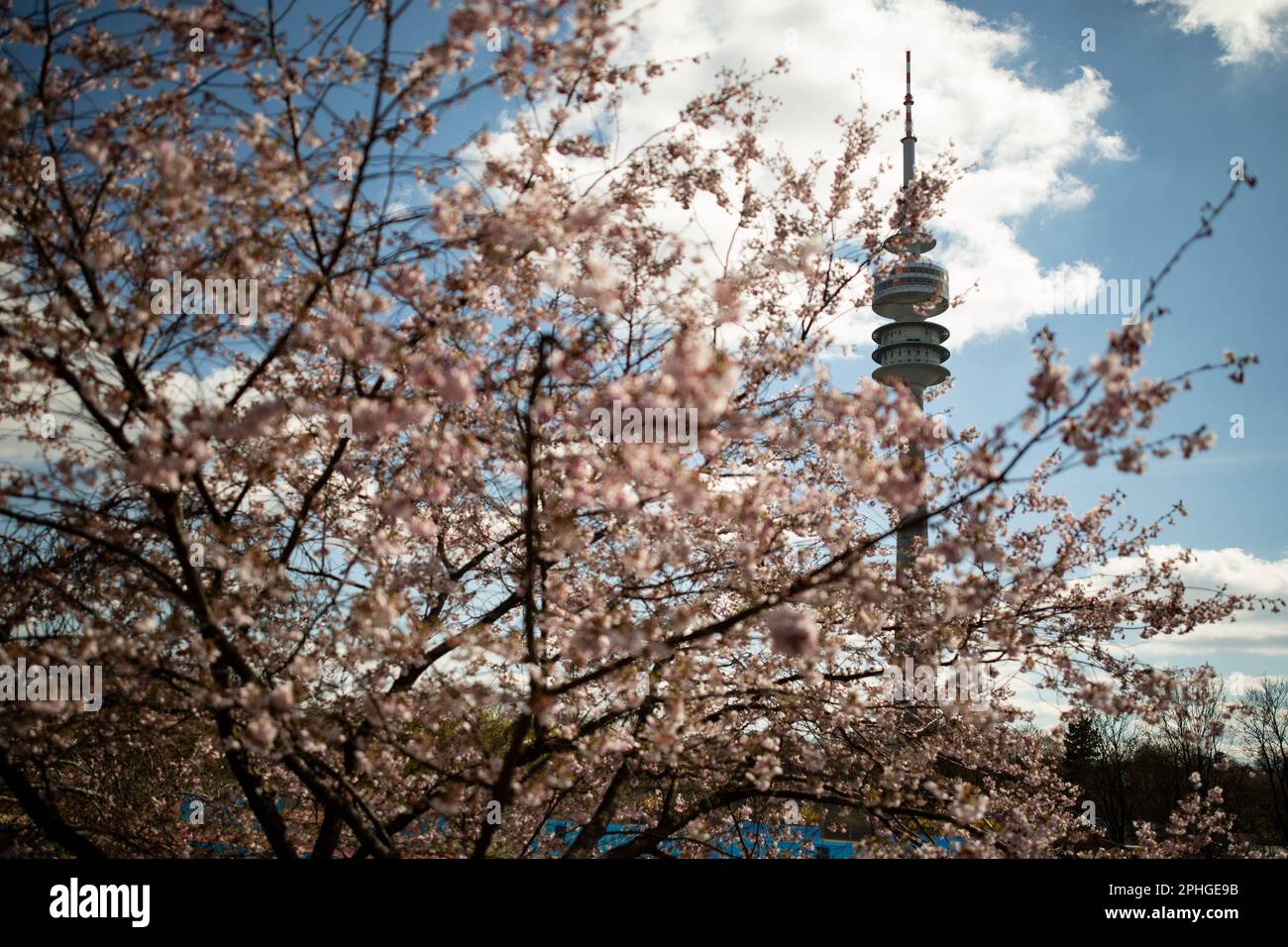 Munich, Germany. 28th Mar, 2023. Olympic park in Munich, Germany on March 28, 2023 at the cherry blossoms. In the japanese culture the time of the cherry blossom is a highlight of the calendar and the beginning of the spring. (Photo by Alexander Pohl/Sipa USA) Credit: Sipa USA/Alamy Live News Stock Photo