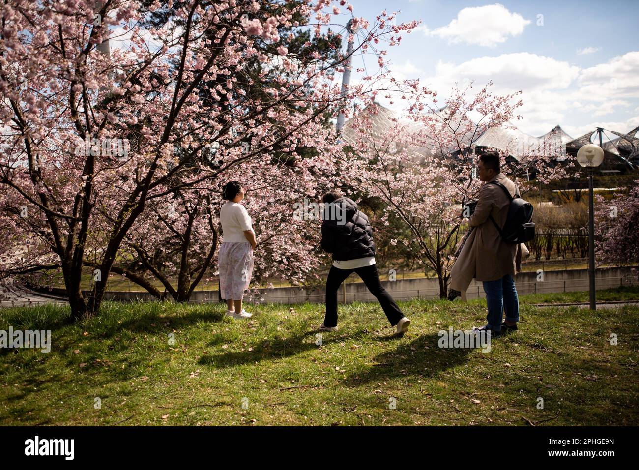 Munich, Germany. 28th Mar, 2023. Olympic park in Munich, Germany on March 28, 2023 at the cherry blossoms. In the japanese culture the time of the cherry blossom is a highlight of the calendar and the beginning of the spring. (Photo by Alexander Pohl/Sipa USA) Credit: Sipa USA/Alamy Live News Stock Photo