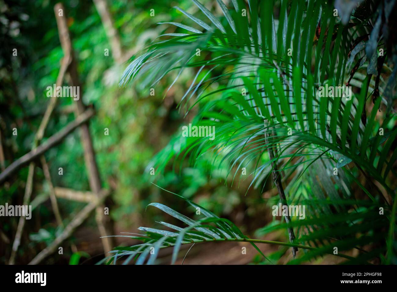 A lush green forest landscape featuring a variety of leafy plants and ...