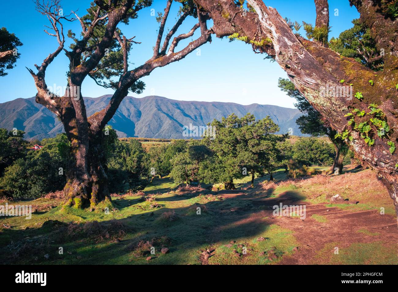 Fairy forest Madeira. Mystical landscape with bright weather condition