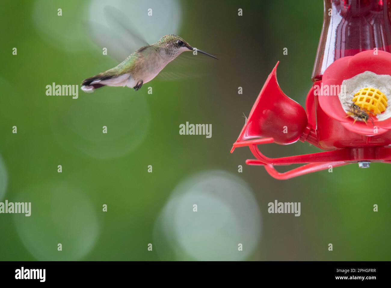 Female Ruby Throated Hummingbird On Her Nest Wall Art Canvas Prints Framed  Prints Wall Peels | sexiezpix Web Porn