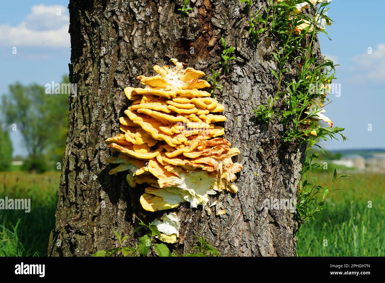 yellow brown mushrooms on a big tree. Braune gelbe Pilze an einem großen Baum. Stock Photo