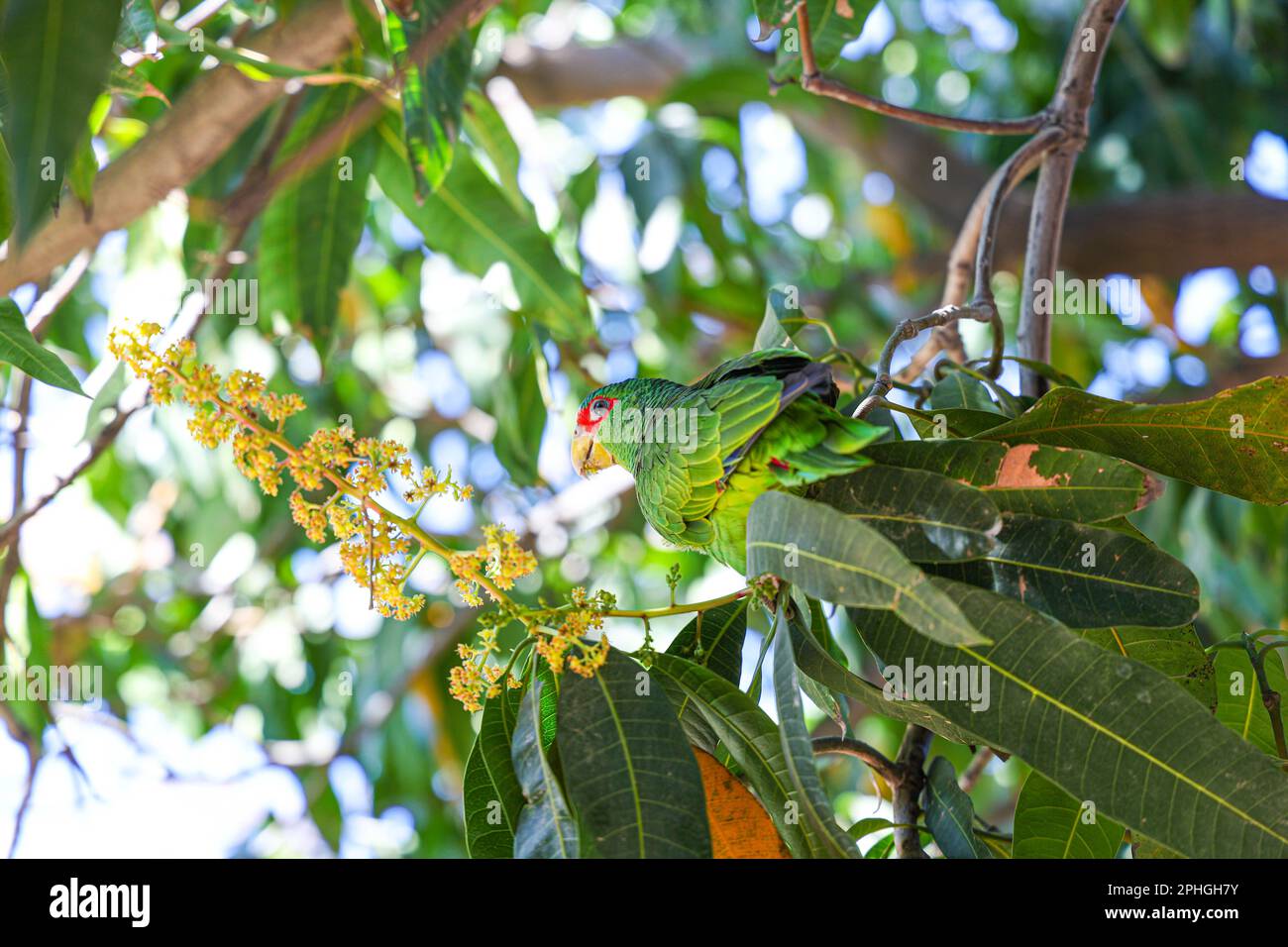 a wild parakeet rests and eats flowers and small buds of mango fruits