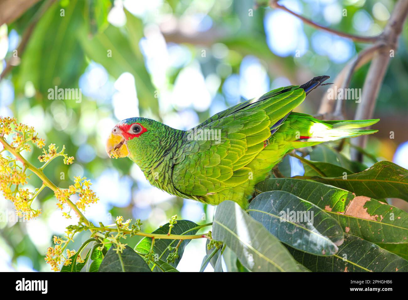 a wild parakeet rests and eats flowers and small buds of mango fruits