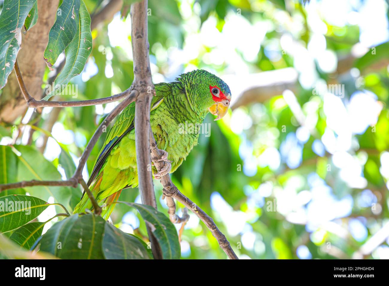 a wild parakeet rests and eats flowers and small buds of mango fruits