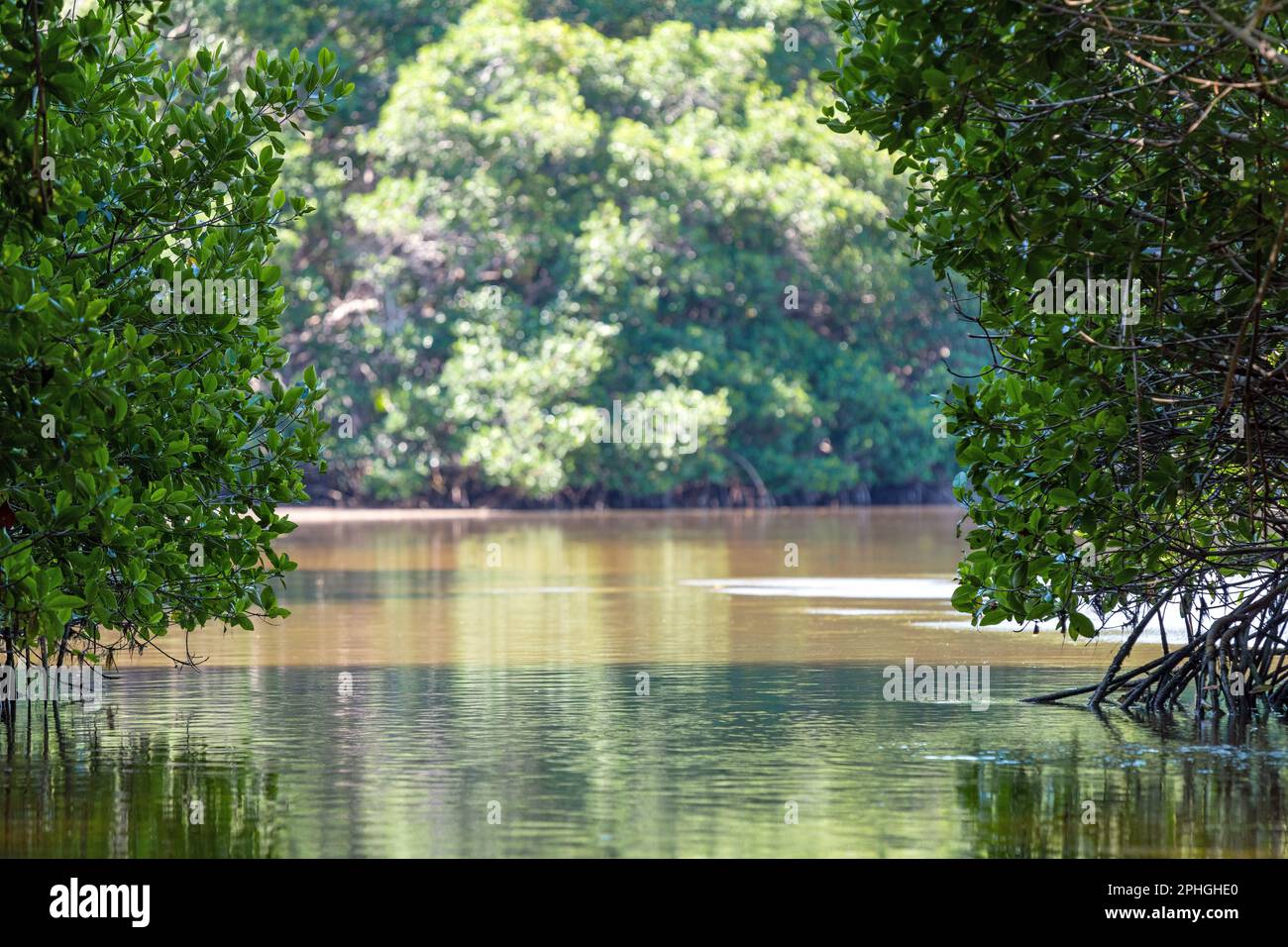 Mangrove forest landscape, Ria Celestun Biosphere Reserve, Yucatan, Mexico. Stock Photo