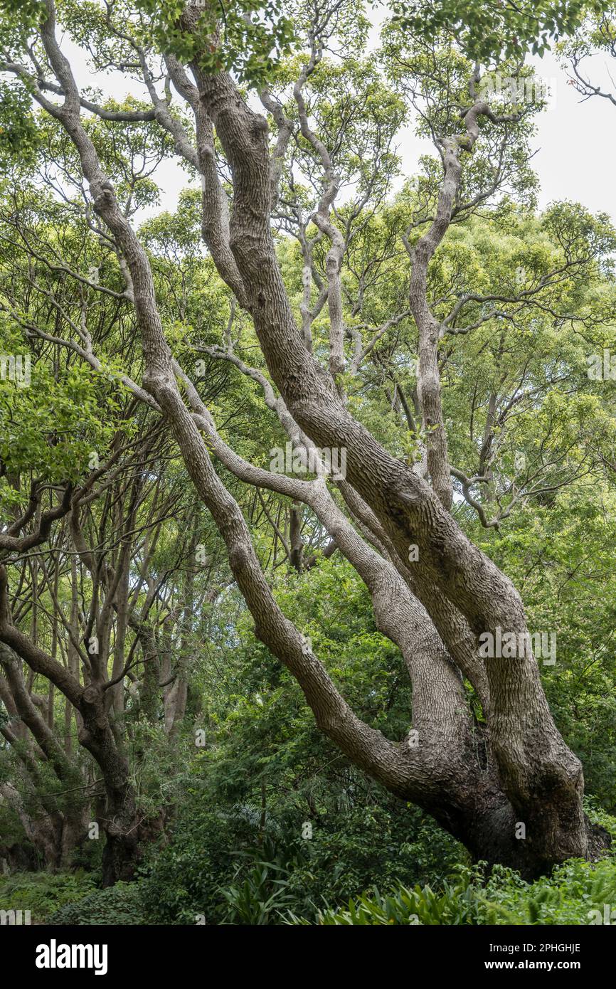 large Camphor tree, shot at Kristenbosch Gardens in bright summer light, Cape Town, Western Cape, South Africa Stock Photo