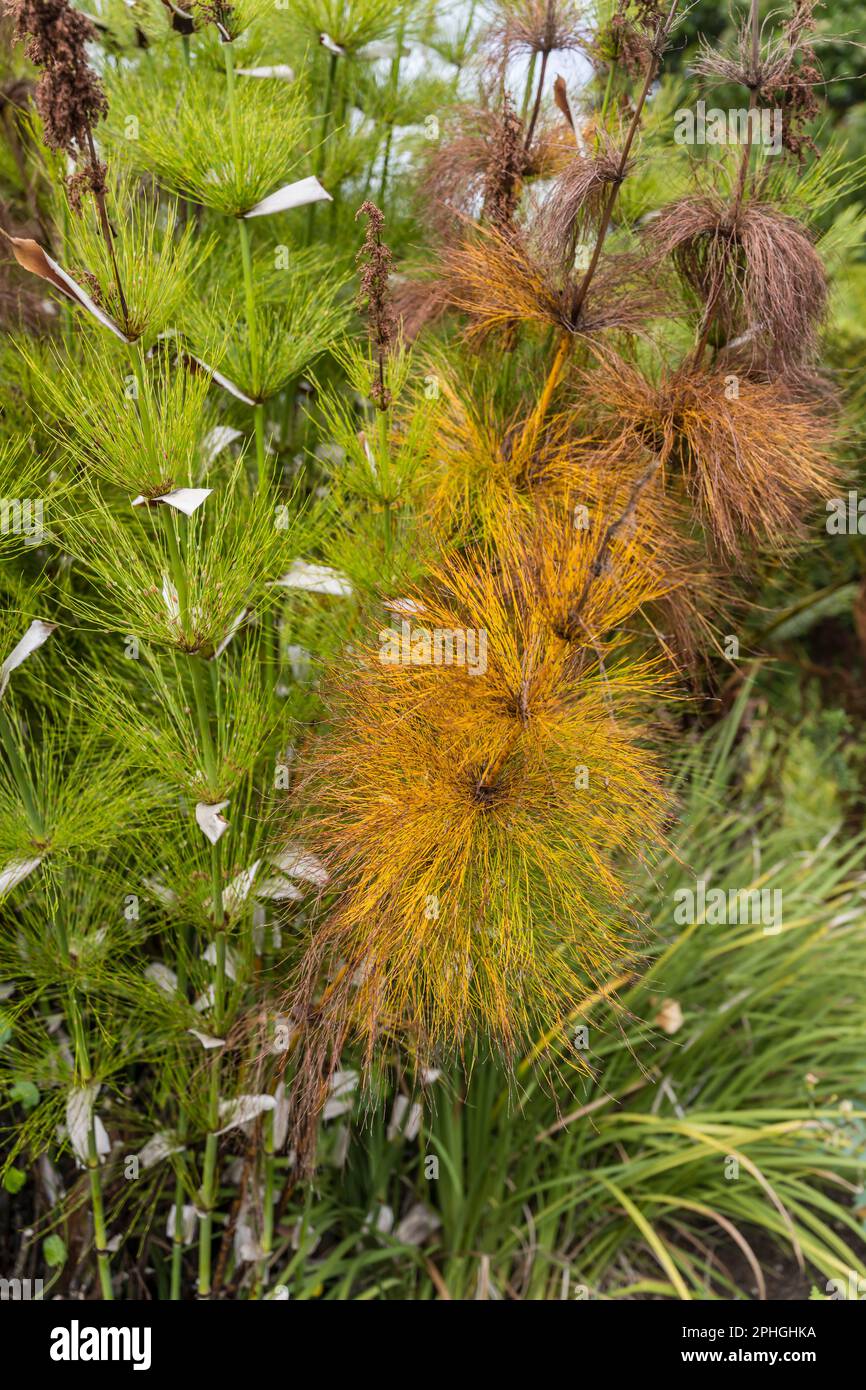Elegia Capensis, grass-like flowering plant,  shot at Kristenbosch Gardens in bright summer light, Cape Town, Western Cape, South Africa Stock Photo