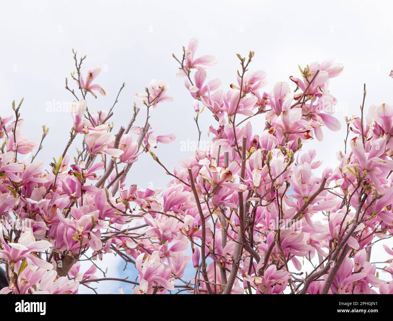 pink blooming tree of magnolia Stock Photo - Alamy