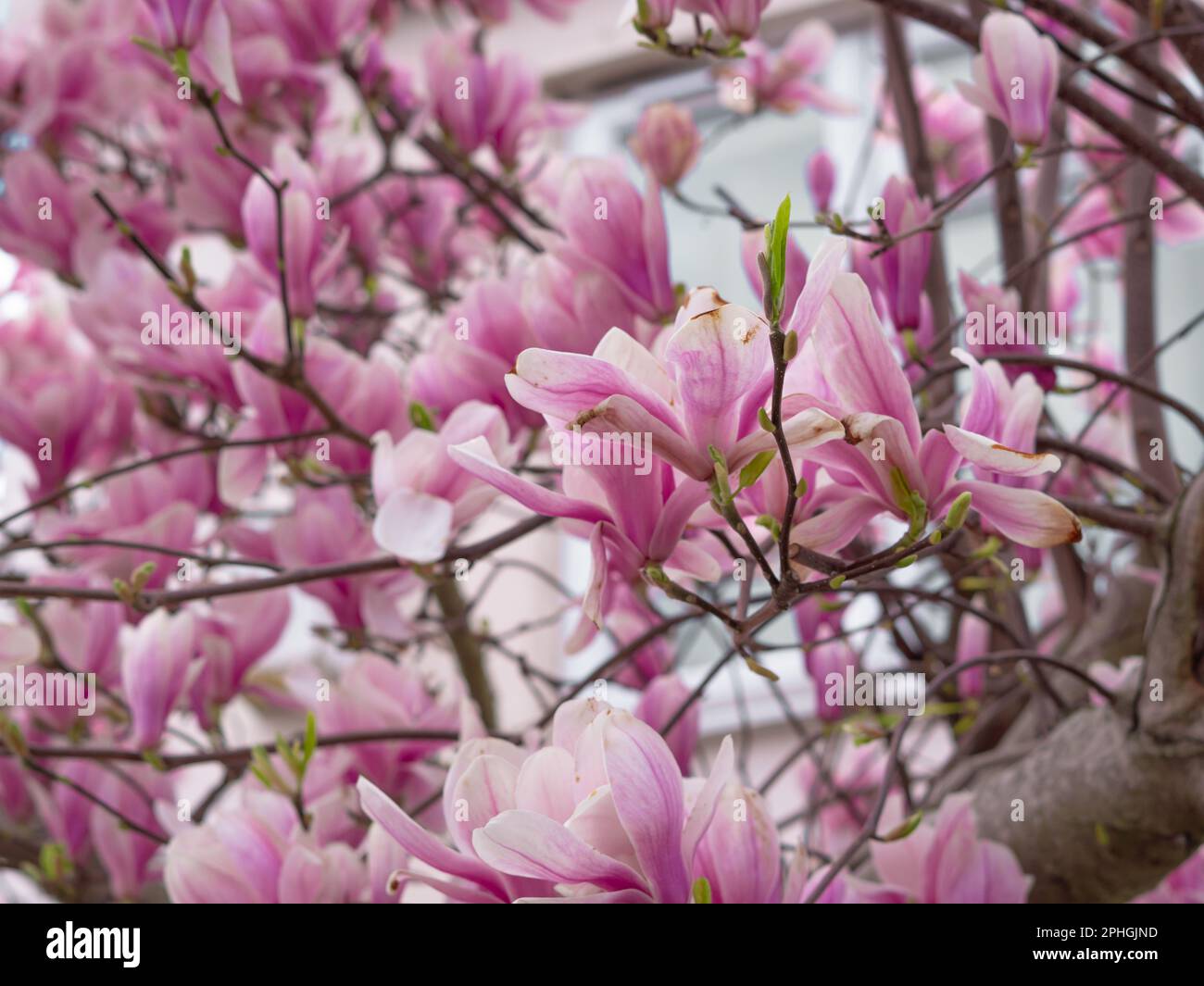 pink blooming tree of magnolia Stock Photo - Alamy
