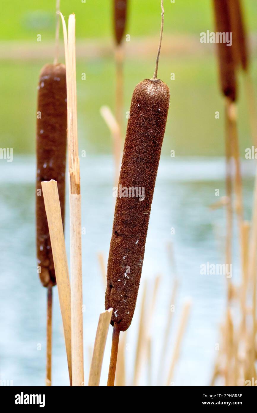 Bulrush or Reedmace (typha latifolia), close up of the previous years seed head Stock Photo Alamy