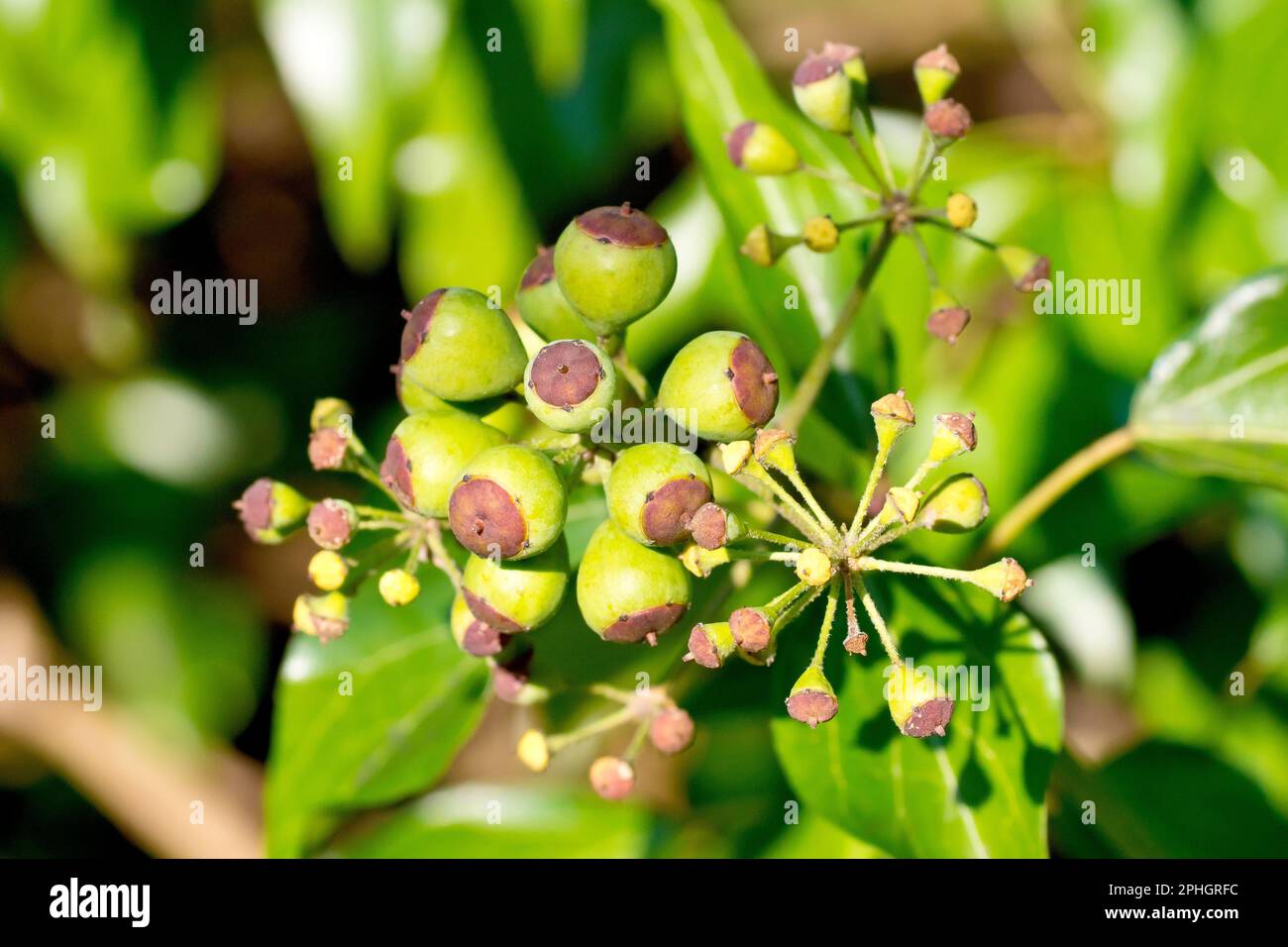 Ivy (hedera helix), close up of a cluster of green, unripe berries produced by the climbing shrub in the early part of spring. Stock Photo