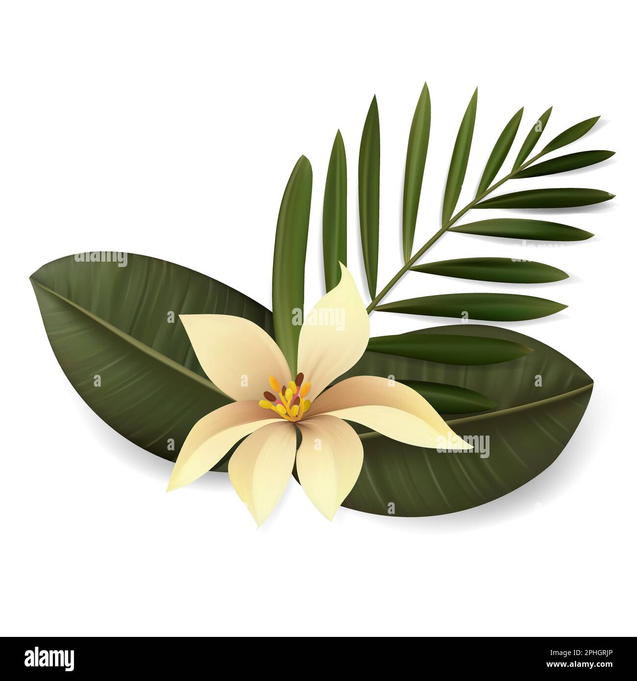 Vector tropical leaves and flower composition isolated on white ...