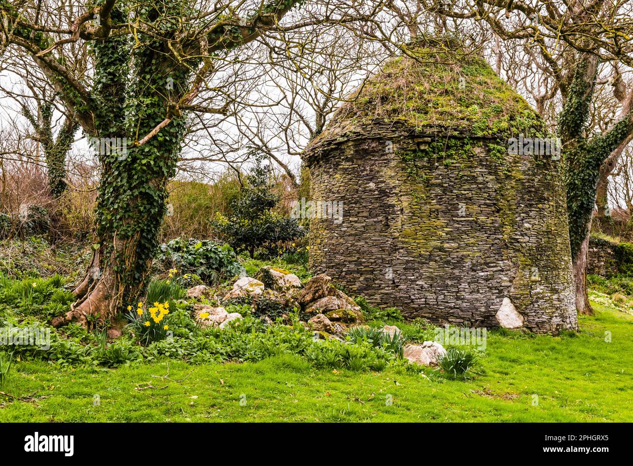 Daffodils around the medieval Dovecote at The Old Vicarage, Tintagel, Cornwall, UK Stock Photo