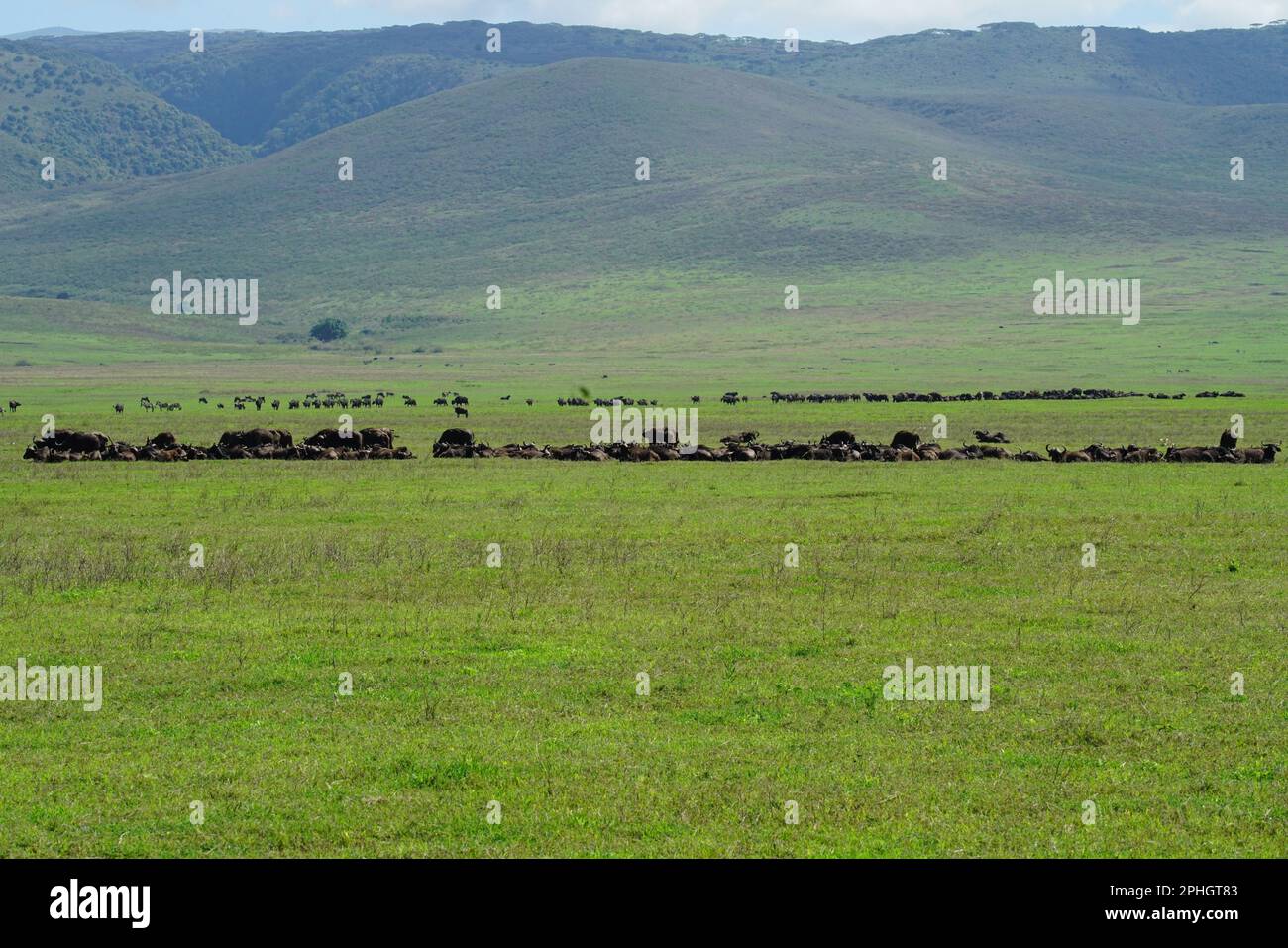Buffalo heards at Ngorongoro Crater Tanzania Stock Photo