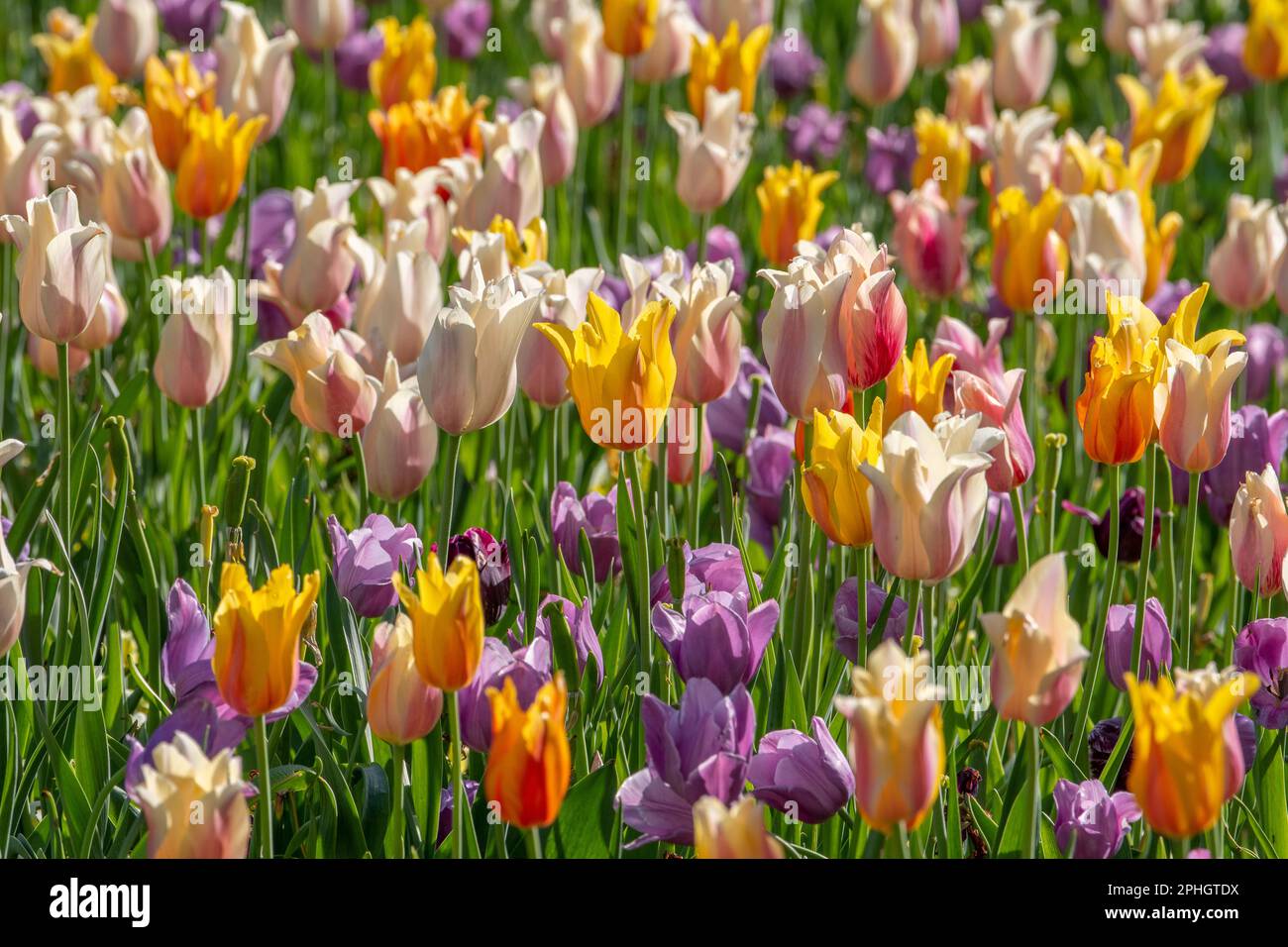 Brightly colored flowers hi-res stock photography and images - Alamy
