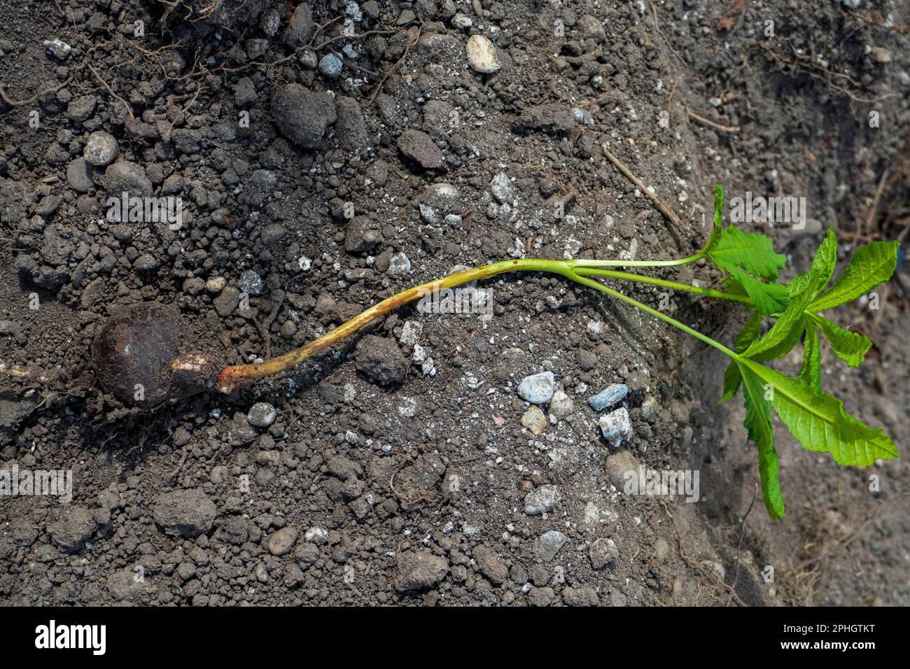 Junge Rosskastanie Kastaniepflanze mit Samen liegt auf der Erde Stock Photo