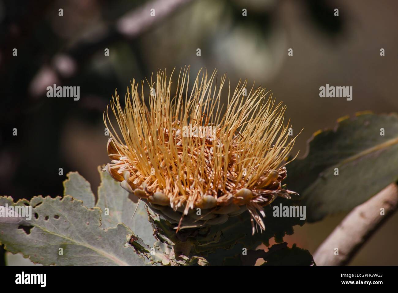 Dry flowerhead of the Clanwilliam Sugarbush (Protea glabra) 12666 Stock Photo