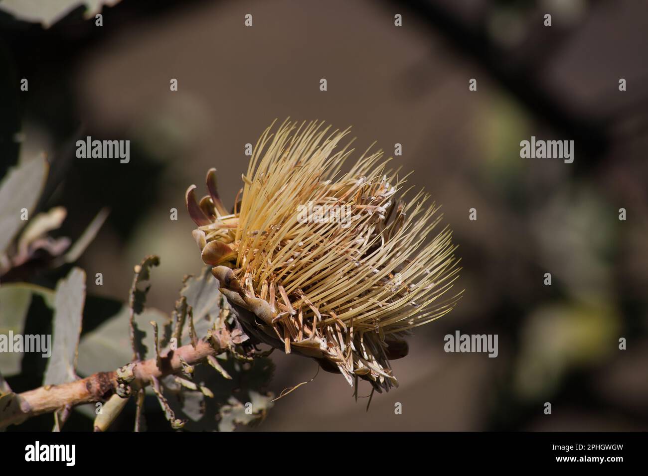 Dry flowerhead of the Clanwilliam Sugarbush Protea glabra 12665 Stock Photo