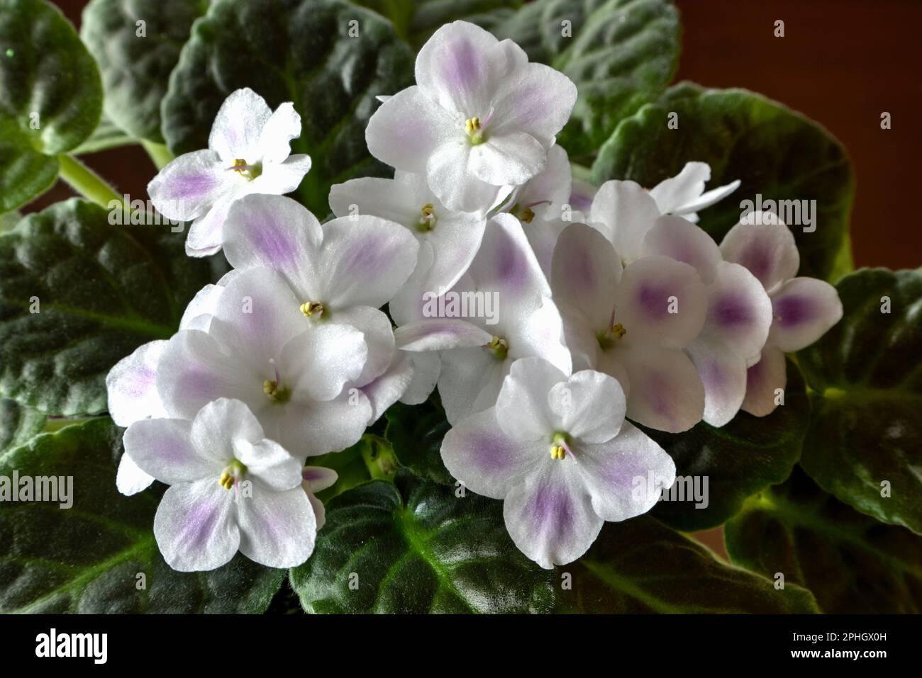 Delicate, beautiful African Violet blossoms. Stock Photo