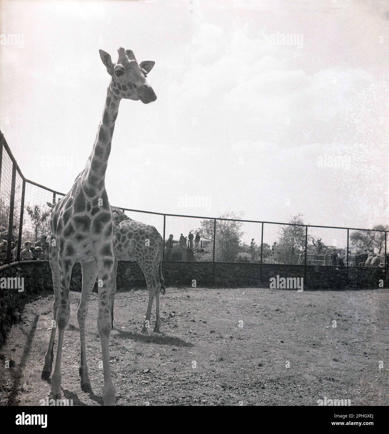 1950s, historical, two giraffes in their enclosure at a zoo, England, UK. The tallest mammal in the world, giraffes stand up most of the time and don't need much sleep. Stock Photo
