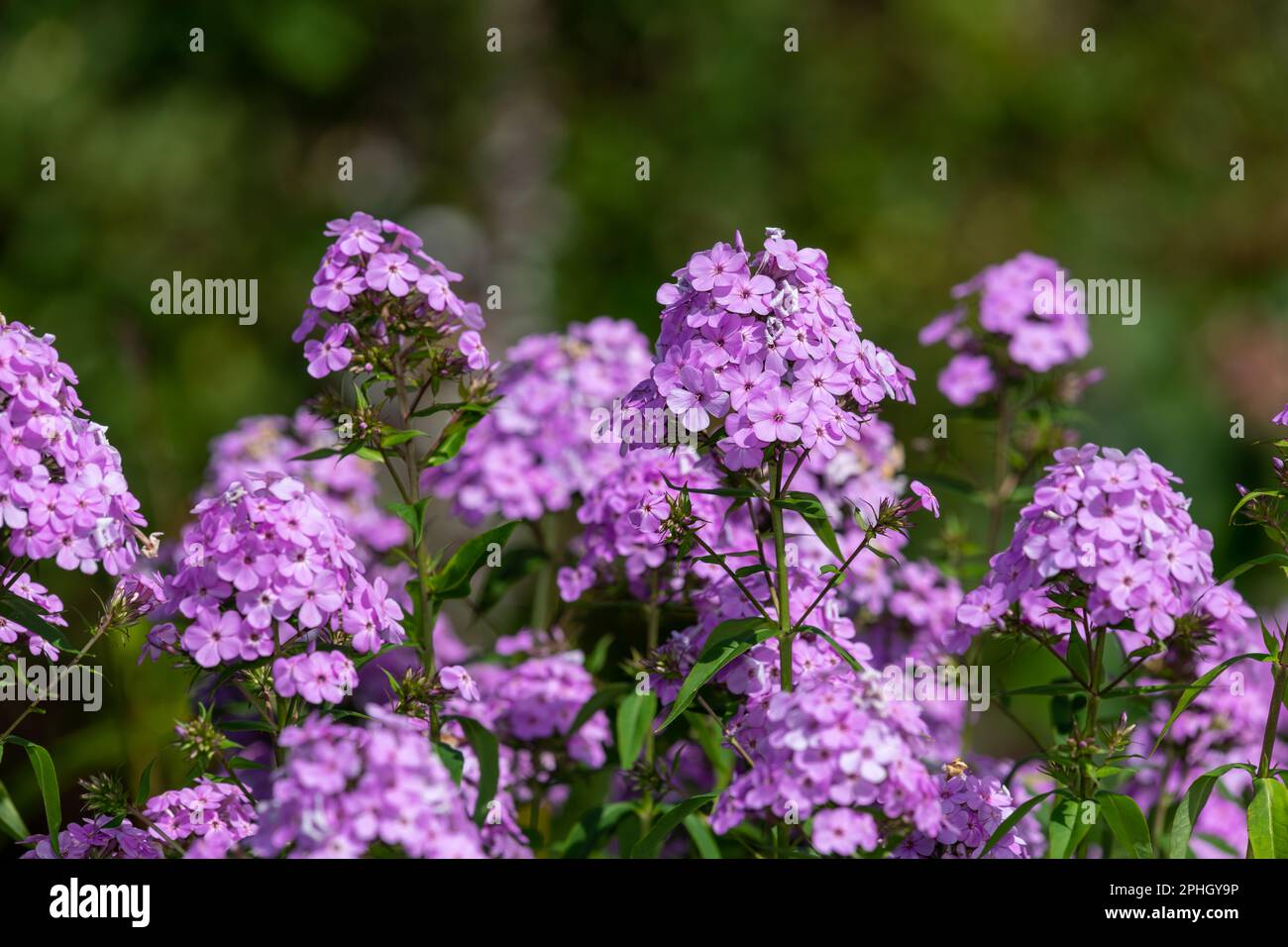 Close up of pink garden phlox (phlox paniculata) flowers in bloom Stock Photo