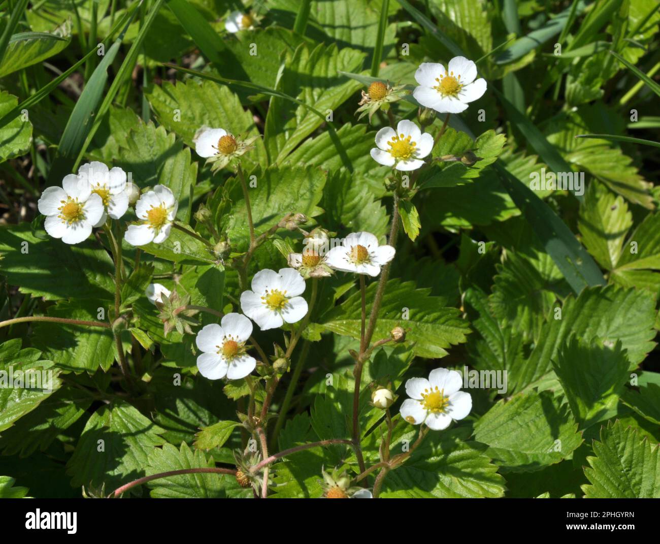In the spring in the garden grows strawberries Stock Photo - Alamy