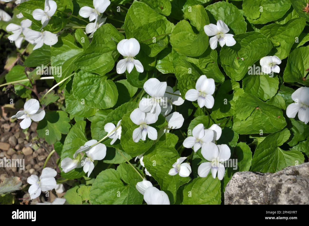 In spring, white violets bloom on the flower bed Stock Photo