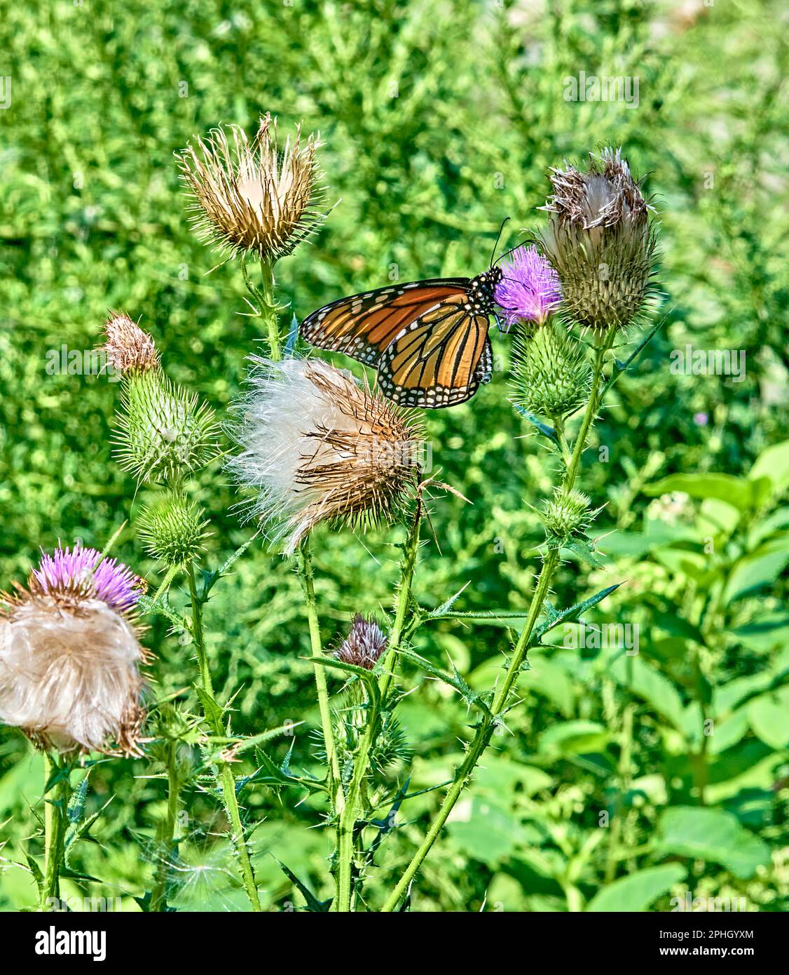 Beautiful Monarch Butterfly in a field of purple and white thistle,with a green background. Stock Photo