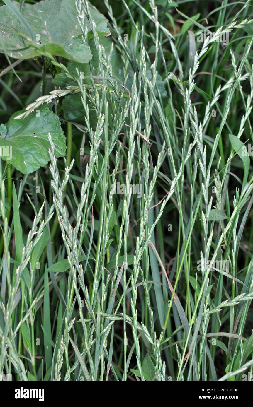 In the wild in the meadow grows forage grass ryegrass (Lolium). Stock Photo