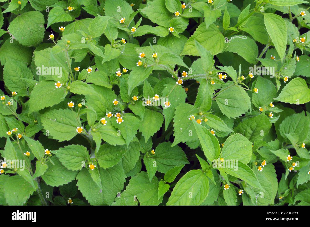 One of the weed species blooms in the field - galinsoga parviflora Stock Photo