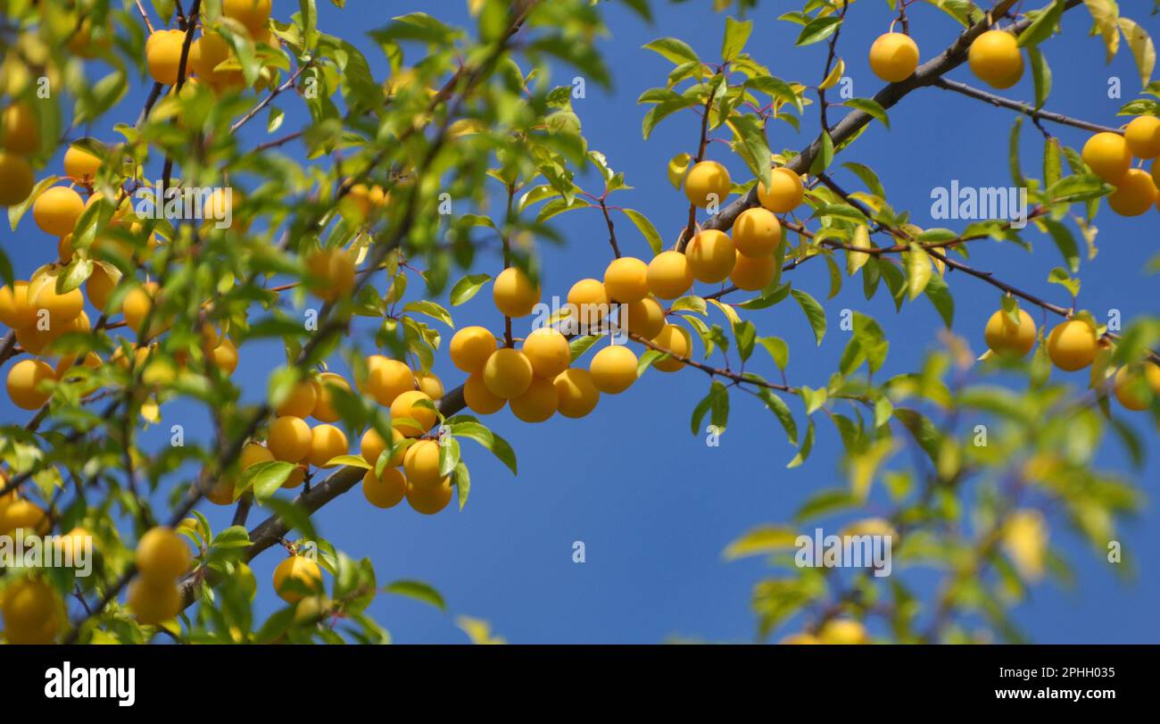 On the branches of the tree ripen fruits of cherry-plum (Prunus cerasifera). Stock Photo