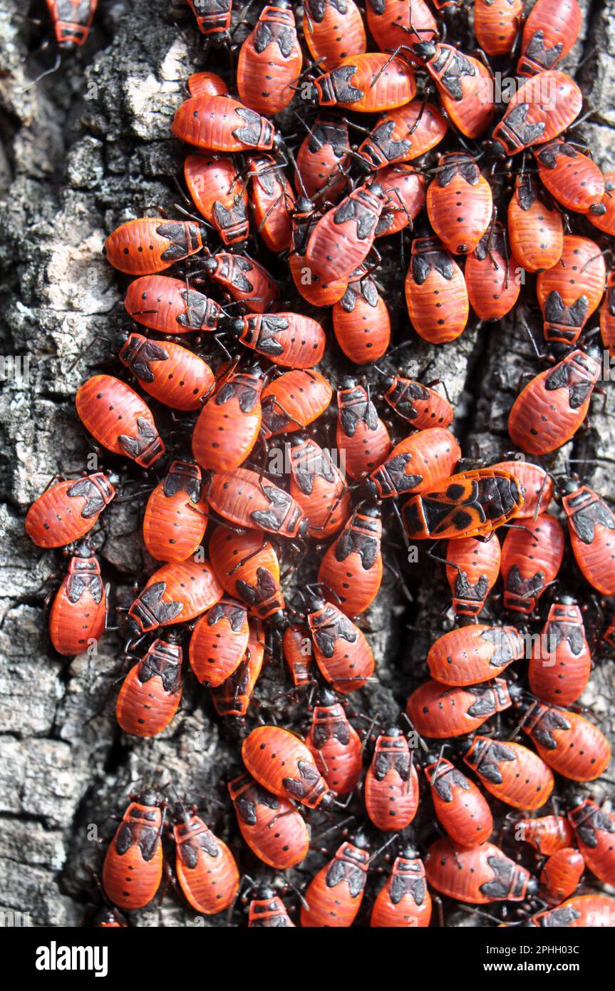 Colony of Pyrrhocoris apterus beetles in the wild on a tree trunk Stock ...
