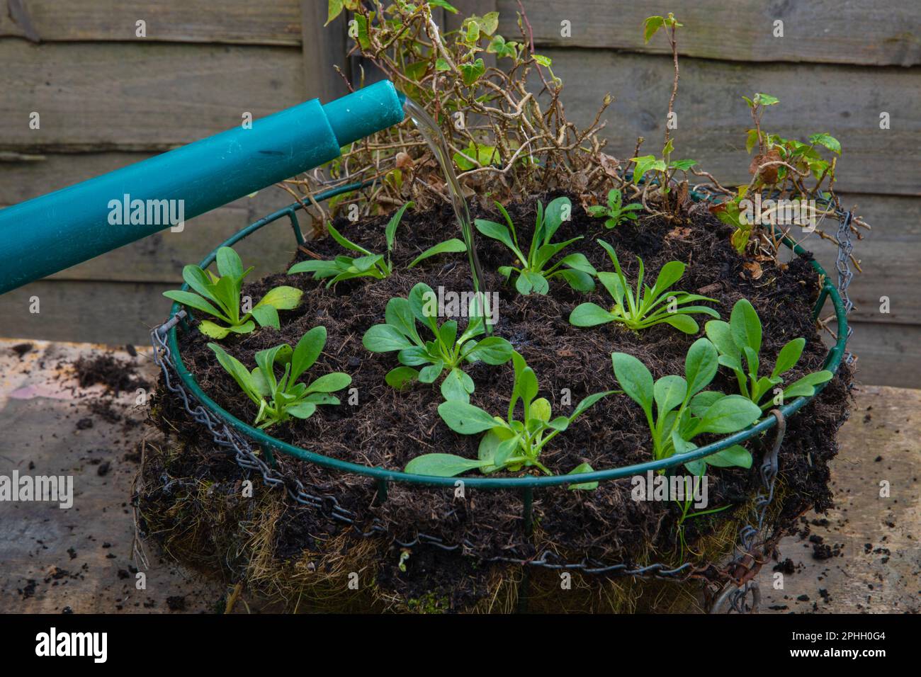 Watering in new petunia plug plants in hanging basket Stock Photo Alamy