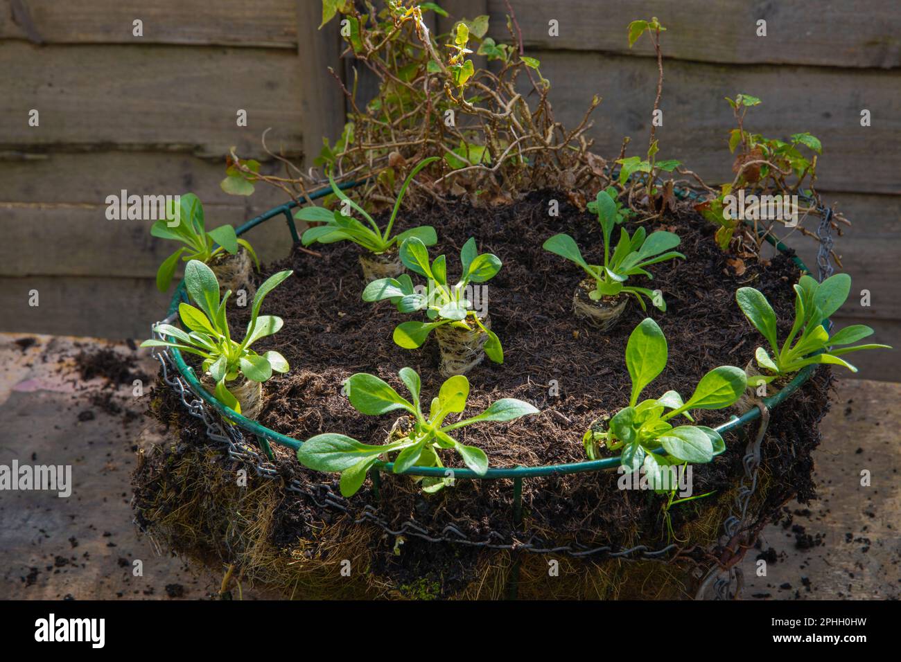 Positioning petunia plugs prior to planting Stock Photo - Alamy