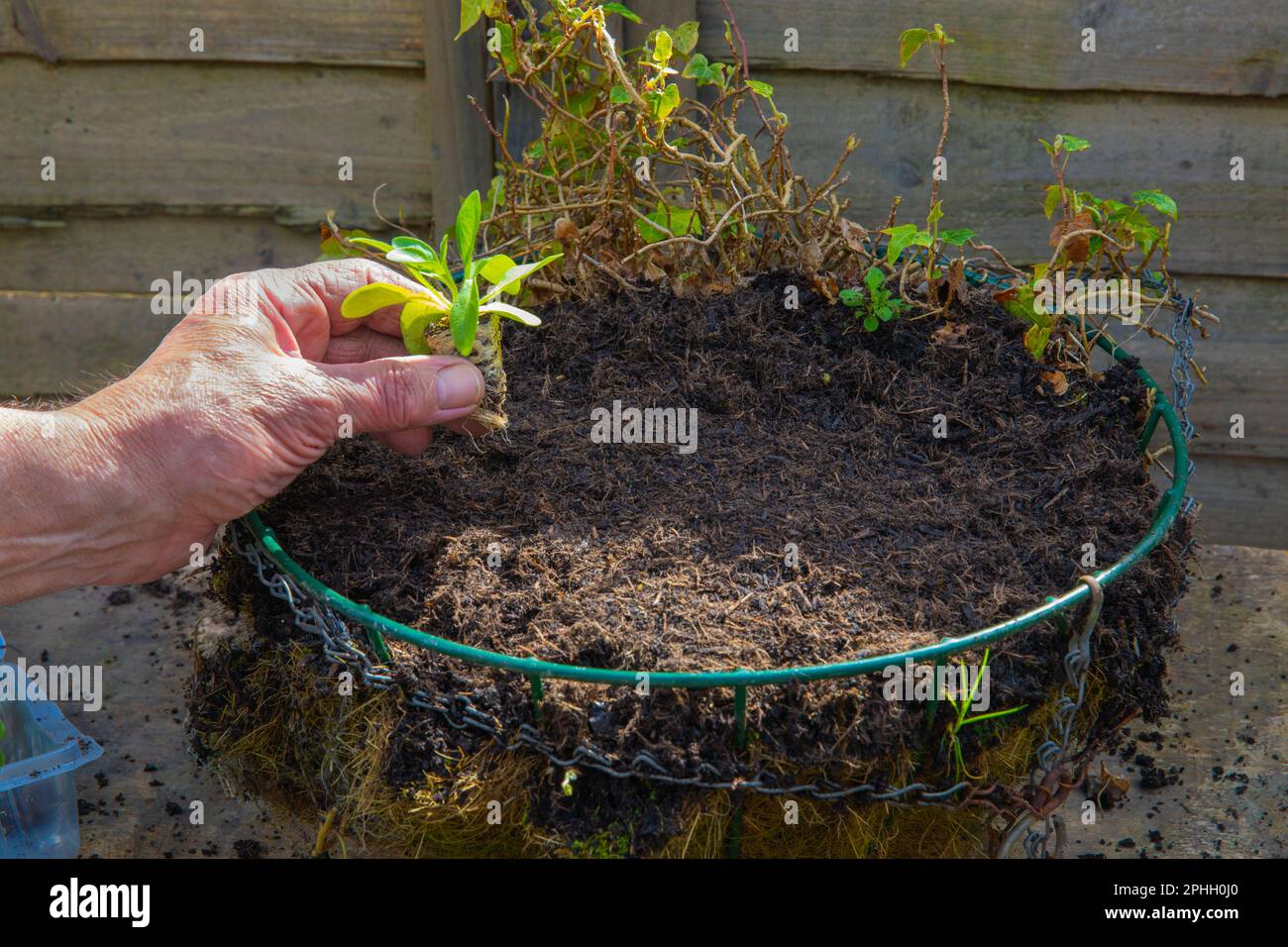 Placing petunia plant plug onto hanging basket Stock Photo Alamy