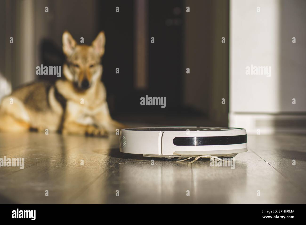 Dog looking at Robotic vacuum cleaner.Dirty floor by dog hairs Stock