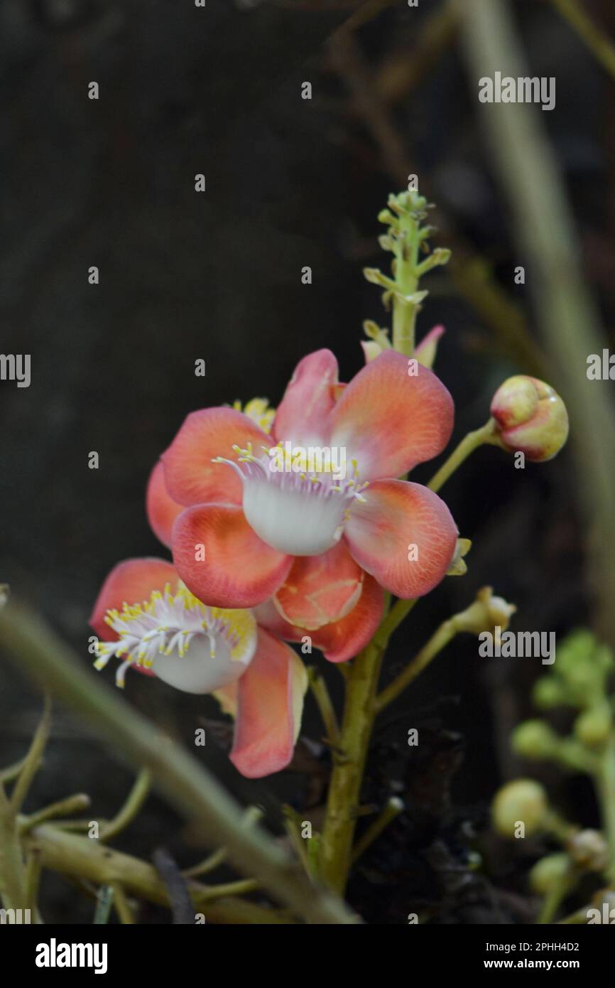 Famous Flowers of Bangladesh Stock Photo Alamy
