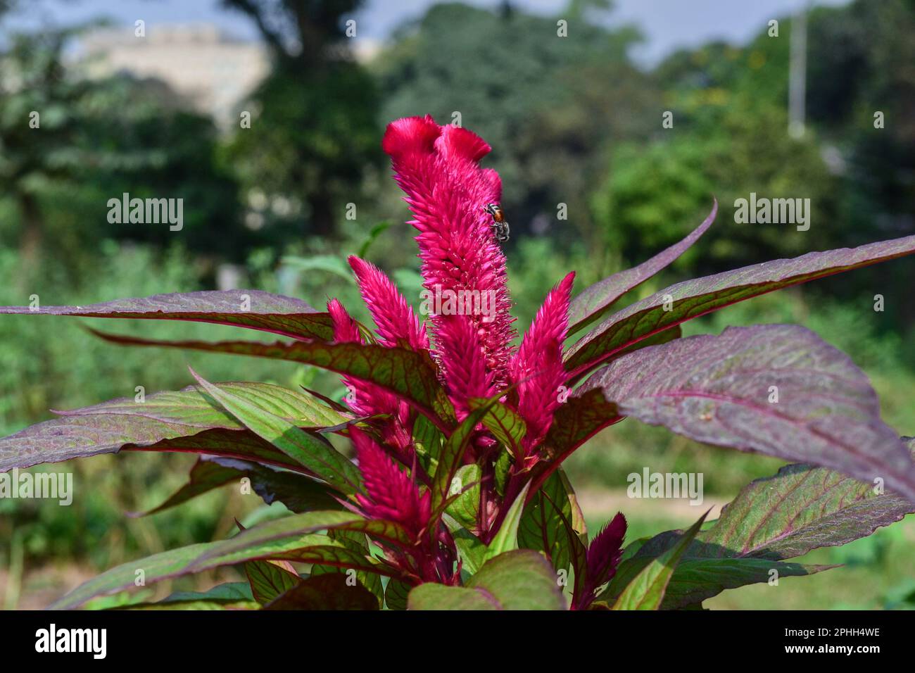 Famous Flowers of Bangladesh Stock Photo Alamy