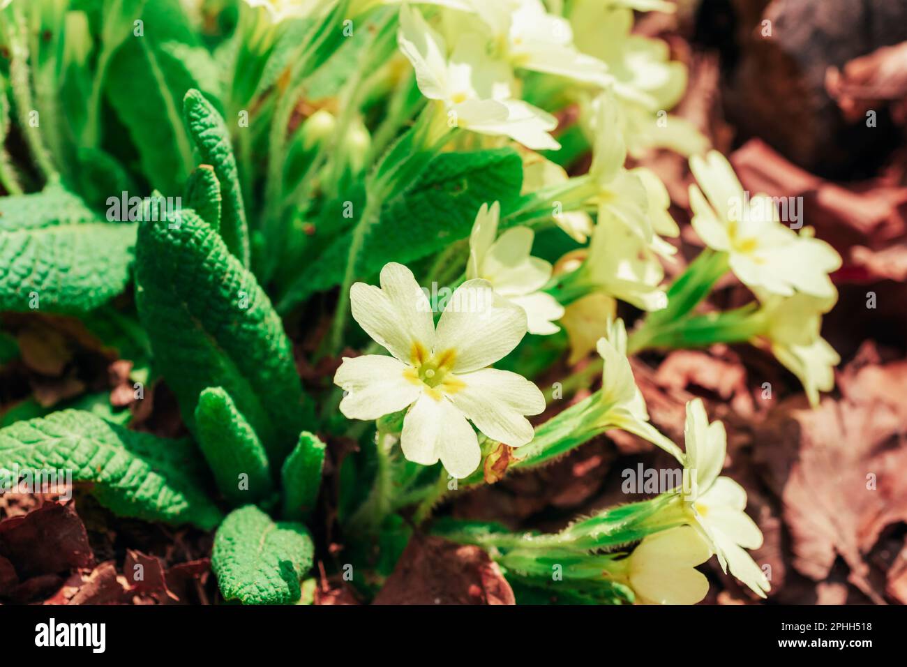 Yellow Primrose Primula vulgaris flower in sunlight, closeup. Stock Photo